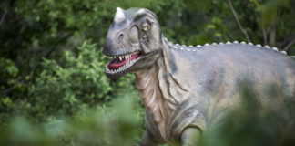 dinomti