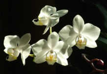 orchidea