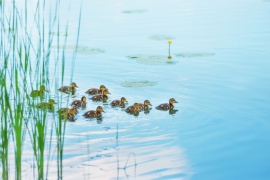 vizesokoszisztema_680_454_1501667574_fill_270x180