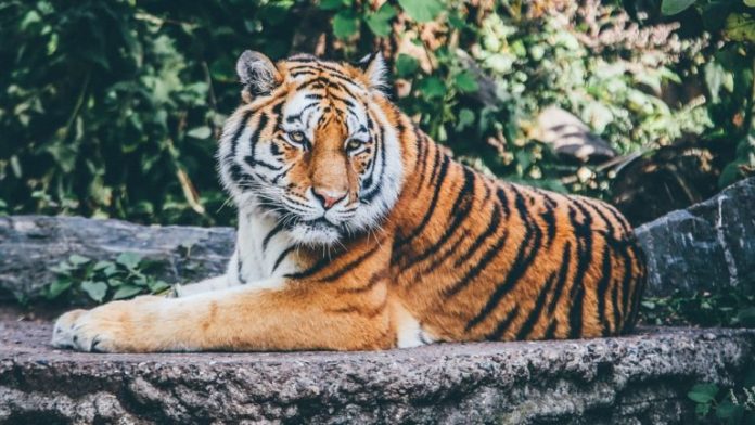tigris-768x433